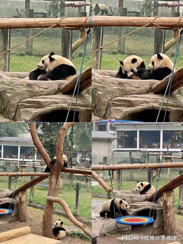 较好 重庆六日游路线推荐这篇攻略告诉你麻将胡了试玩网站免费什么时候重庆旅游比(图6)